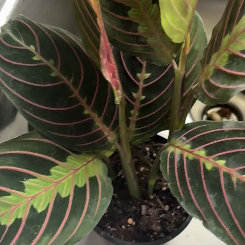 Photo of the plant species Prayer Plant by @GrownCashew23 named Bella on Greg, the plant care app
