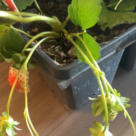 Photo of the plant species Garden Strawberry 'Summer Breeze Cherry Blossom' by @Durpymurpninja named Gregarious on Greg, the plant care app