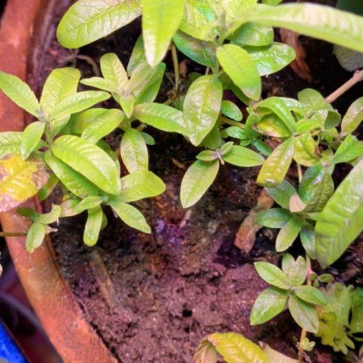 Photo of the plant species lemon verbena by @VipCyclamen1 named Tolkien on Greg, the plant care app