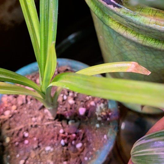 Photo of the plant species Pandan by @VipCyclamen1 named Anne on Greg, the plant care app