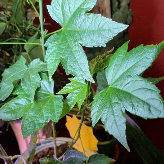 Photo of the plant species Abutilon Pictum by @VipCyclamen1 named Scarlett on Greg, the plant care app