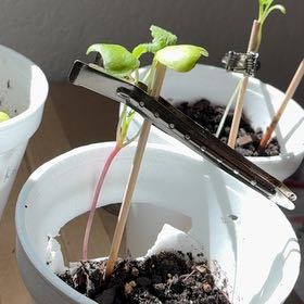 Photo of the plant species Radish by @WinTexassage91 named Young Sheldon on Greg, the plant care app