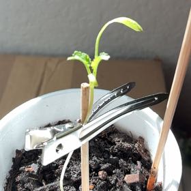 Photo of the plant species Radish by @WinTexassage91 named Zeus on Greg, the plant care app