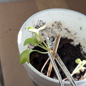 Photo of the plant species Radish by @WinTexassage91 named Eva on Greg, the plant care app