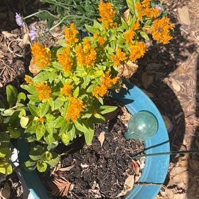 Photo of the plant species Butterfly Weed by @PeppyLemon55 named James Dean on Greg, the plant care app