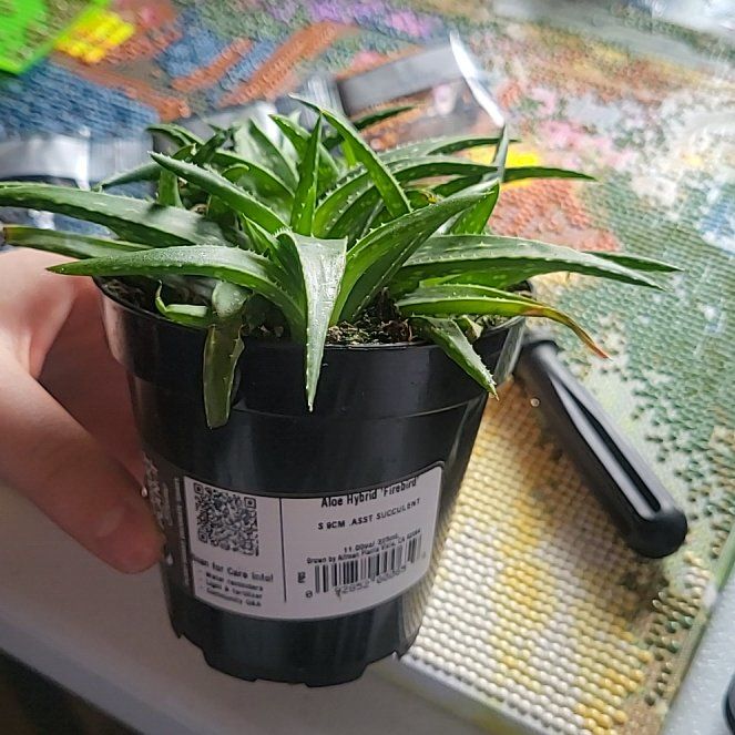 Photo of the plant species Aloe 'Firebird' by @BuoyantGollum59 named Gregarious on Greg, the plant care app