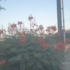 Photo of the plant species Caesalpinia Pulcherrima by @CrucialKowhai19 named Michelle Branch on Greg, the plant care app