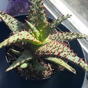 Photo of the plant species Aloe 'AJR' by @NewRoussea21 named Spike Leaves on Greg, the plant care app