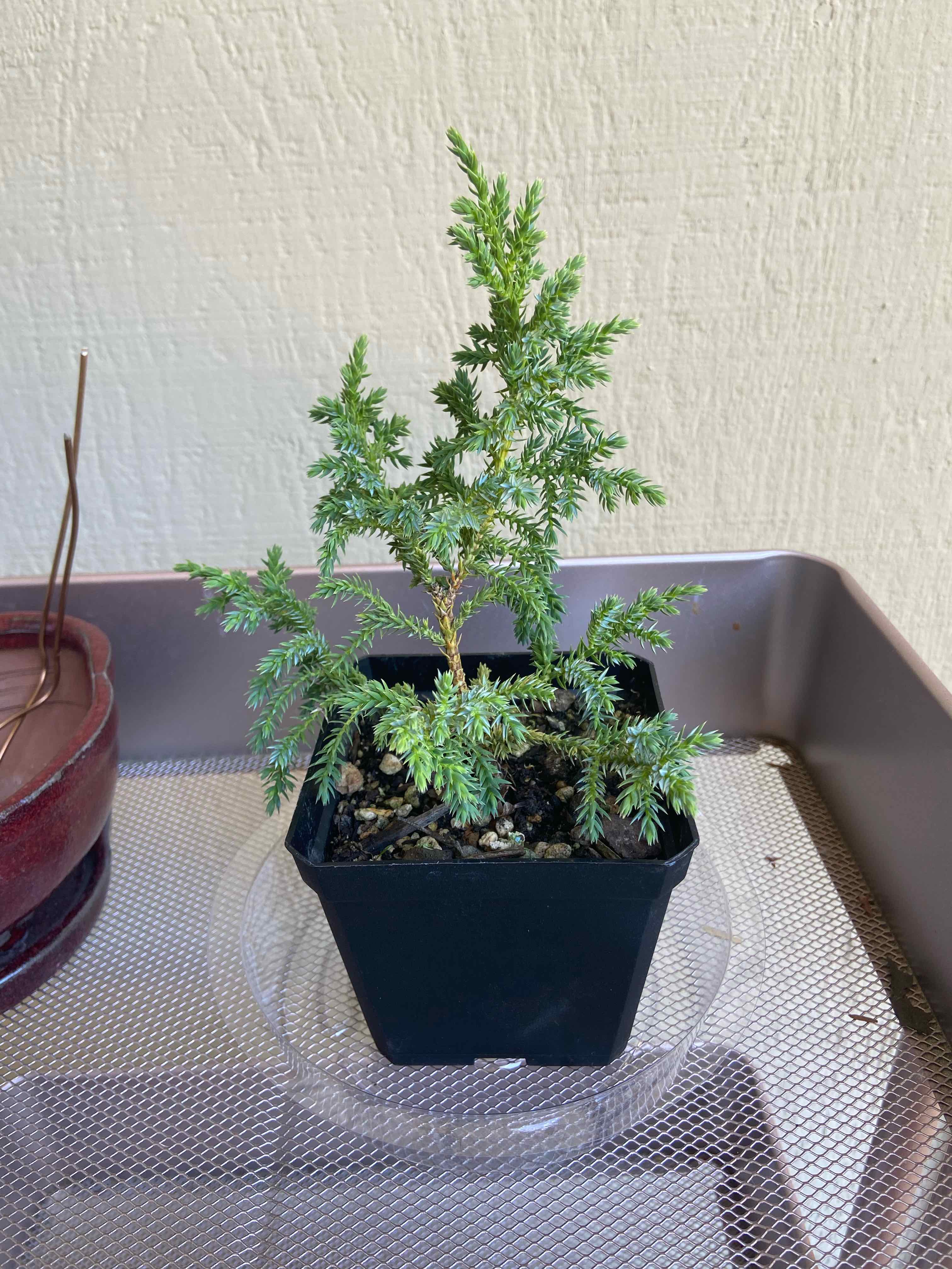 Blue Star Juniper plant in a black pot with healthy green foliage.