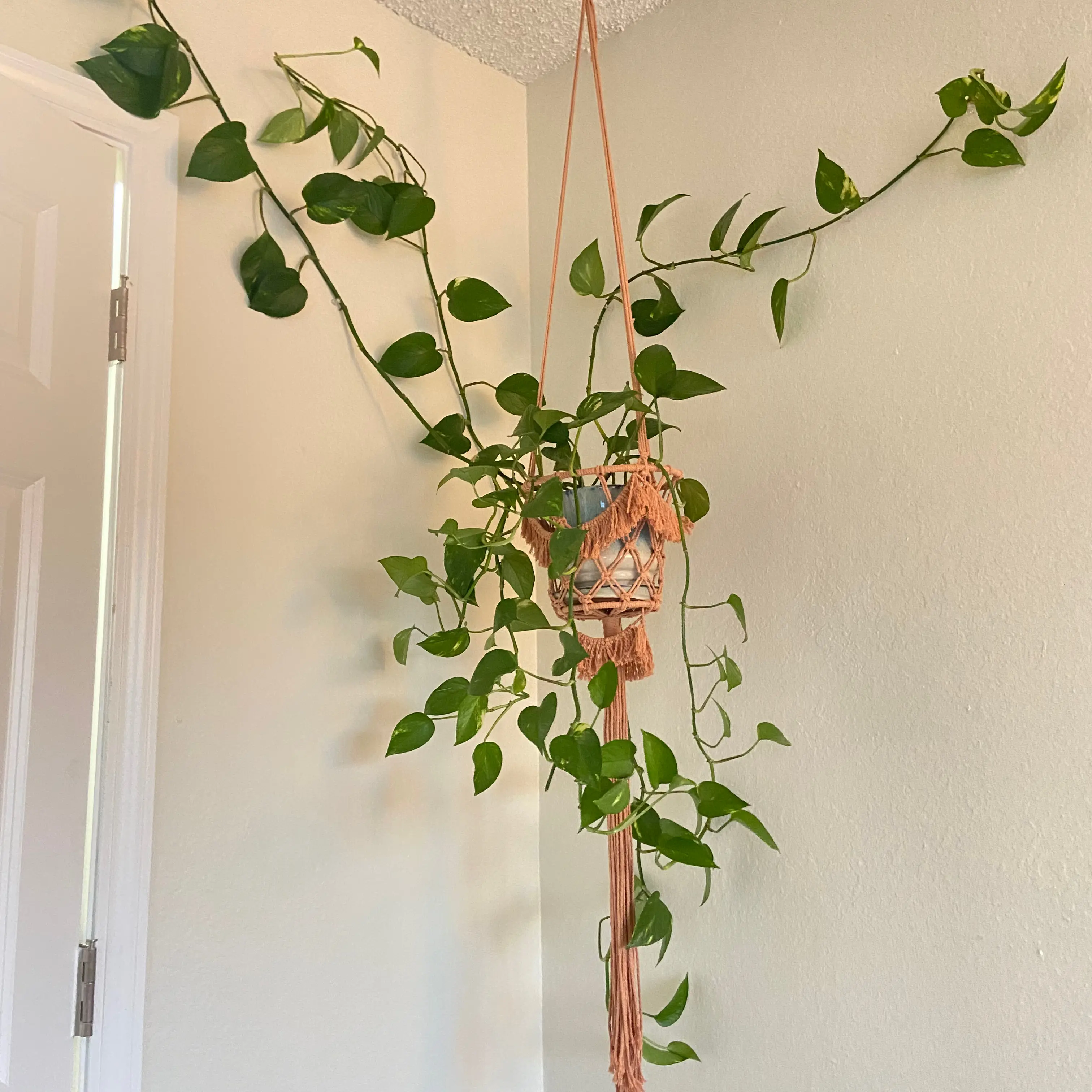 Taro Vine plant photo by @annidarlin named Sage on Greg, the plant care app.