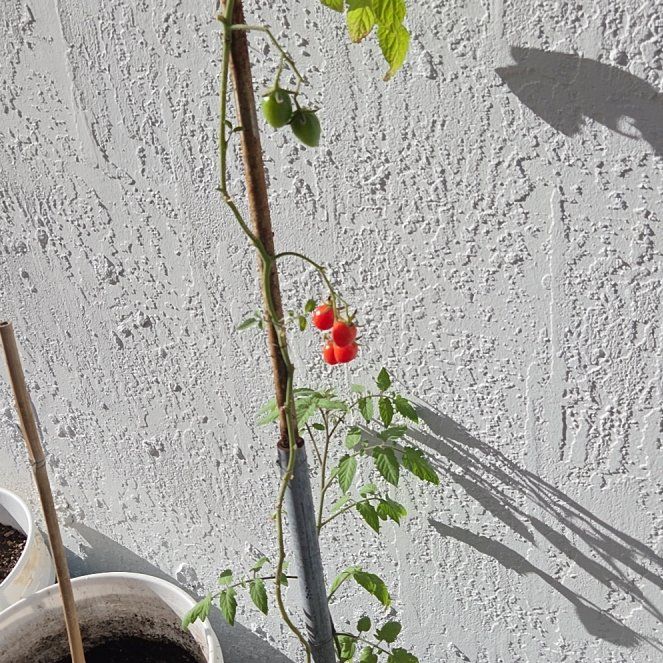 Photo of the plant species Cherry Tomato by @AliveAnise65 named Gregario on Greg, the plant care app