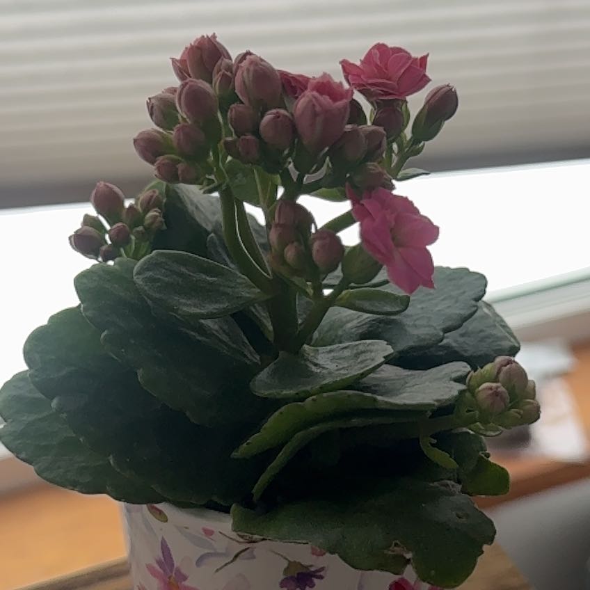 Photo of the plant species mini calandiva by @VipMaitake50 named Madonna on Greg, the plant care app