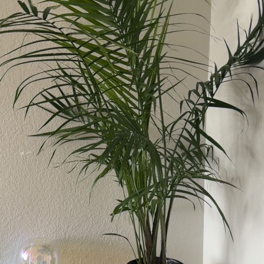 Photo of the plant species Majestic Palm by @TotalKawakawa77 named Sherlock on Greg, the plant care app