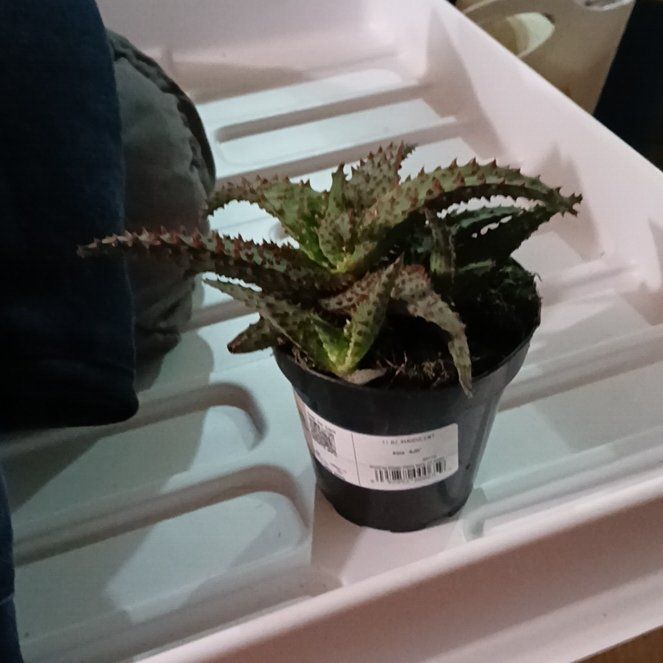 Photo of the plant species Aloe 'AJR' by @GemAtom97 named Doja Cat on Greg, the plant care app