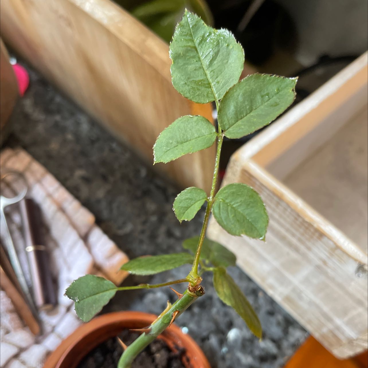 Young Alpine Rose plant in a small pot with healthy green leaves.