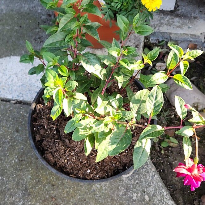 Photo of the plant species Dollar Princess Fuchsia by @RationalCosmo56 named Rosa on Greg, the plant care app