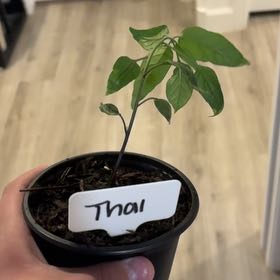 Photo of the plant species Thai Pepper by @InnocentTule51 named Fernie Mercury on Greg, the plant care app