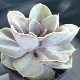 Photo of the plant species Assorted Echeveria by @InnocentTule51 named Kobe on Greg, the plant care app