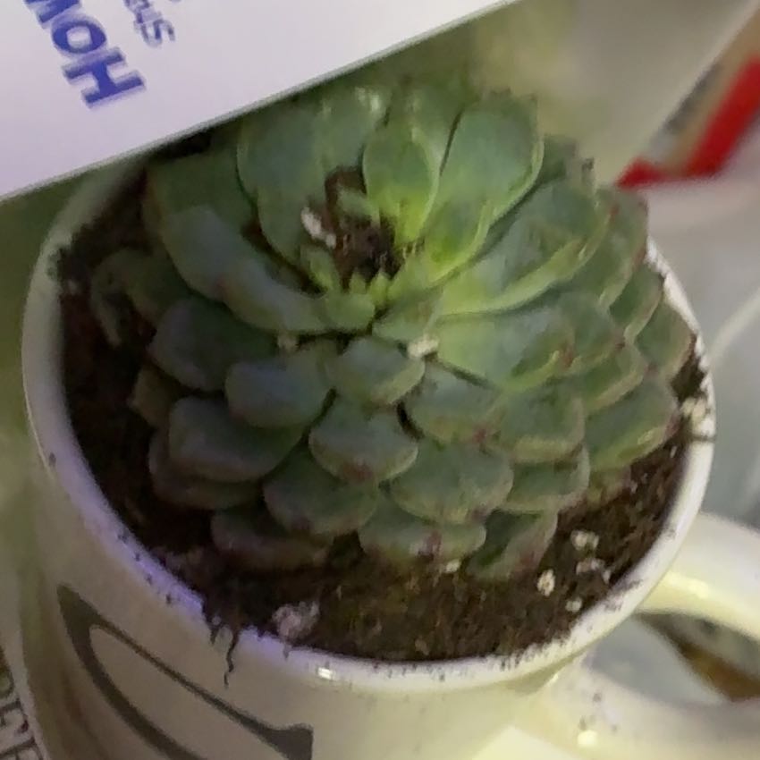 Photo of the plant species Echeveria 'Ruby Kissed' by @WorthyKanono10 named Santos on Greg, the plant care app