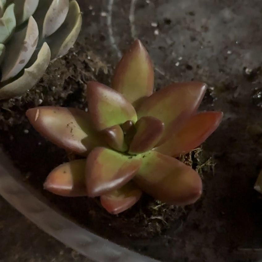 Photo of the plant species Sedum Adolphi by @OpenlyFord37 named Kardashian on Greg, the plant care app