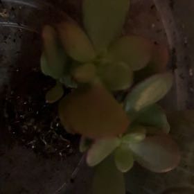 Photo of the plant species Mini Jade by @OpenlyFord37 named Huckleberry Fern on Greg, the plant care app