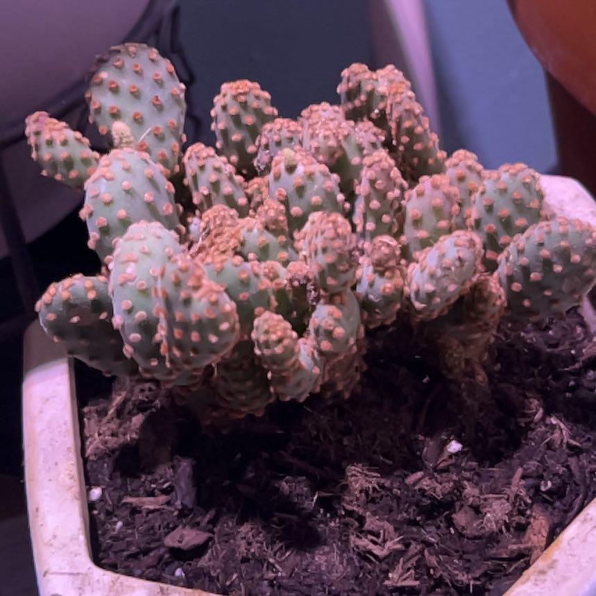 Photo of the plant species Opuntia rufida minima f. monstrose by @LegitHarebell96 named da Vinci on Greg, the plant care app