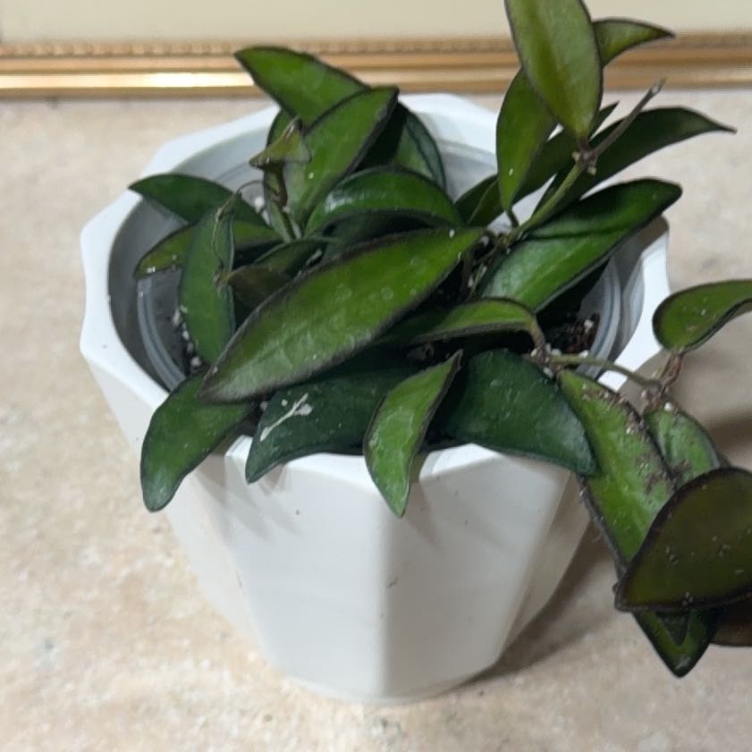 Photo of the plant species Hoya Hybrid by @nickiiridley named Aristotle on Greg, the plant care app