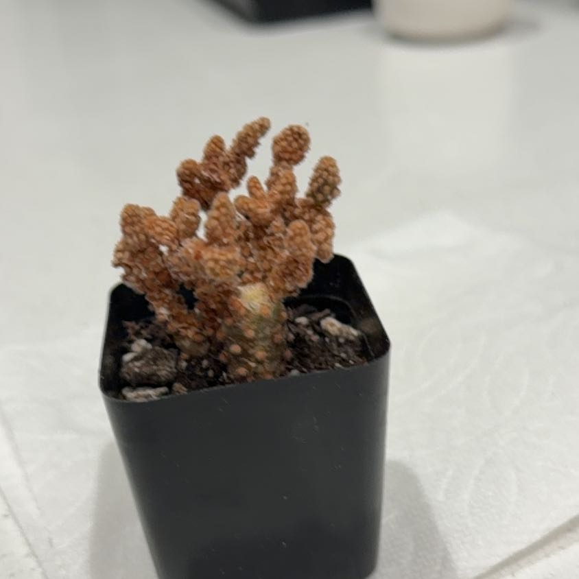 Photo of the plant species Opuntia rufida minima f. monstrose by @FieryLithop53 named Sahara on Greg, the plant care app