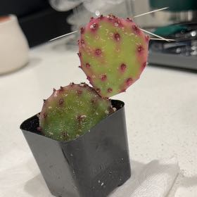 Photo of the plant species Santa Rita Prickly Pear 'Album' by @FieryLithop53 named Fernie Mac on Greg, the plant care app