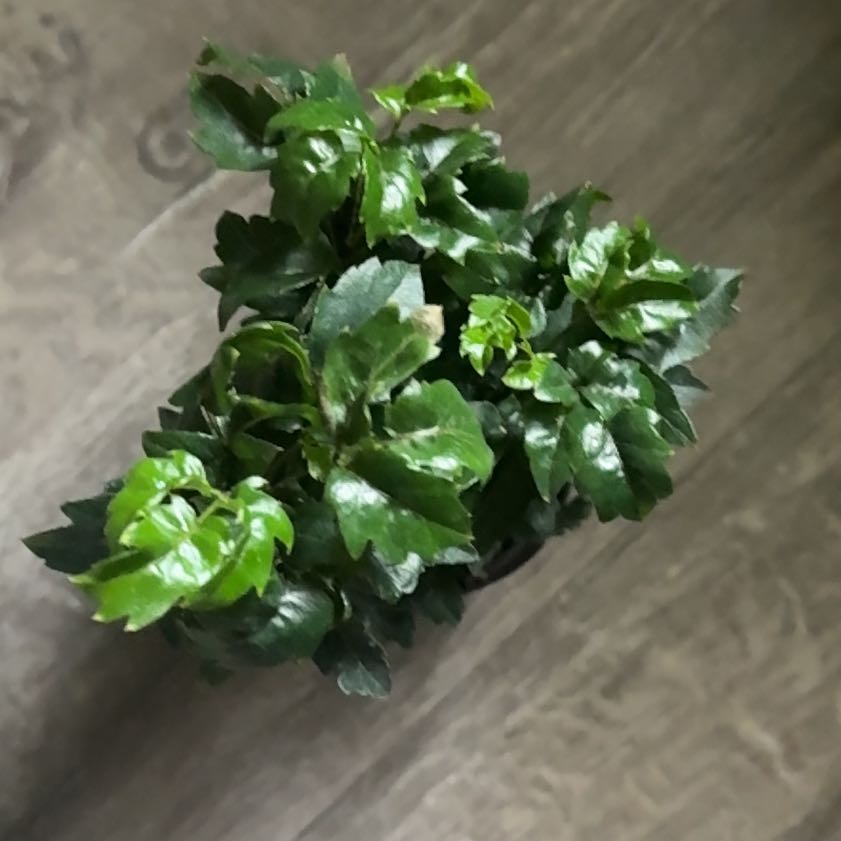 Photo of the plant species Olympia by @SubtleFernmoss named Shakira on Greg, the plant care app