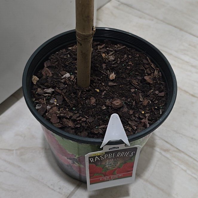 Photo of the plant species Raspberry Bush by @HeirTitoki45 named Cleopatra on Greg, the plant care app