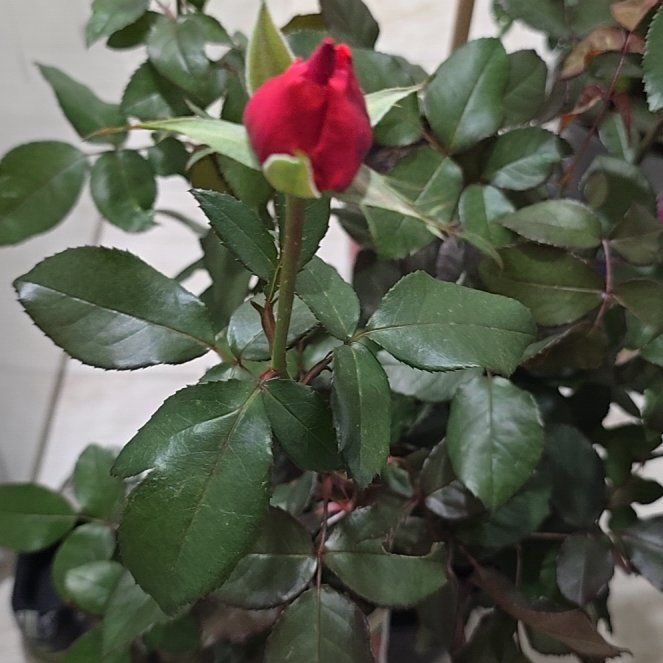 Photo of the plant species Hybrid Tea Rose by @HeirTitoki45 named Treeyoncé on Greg, the plant care app