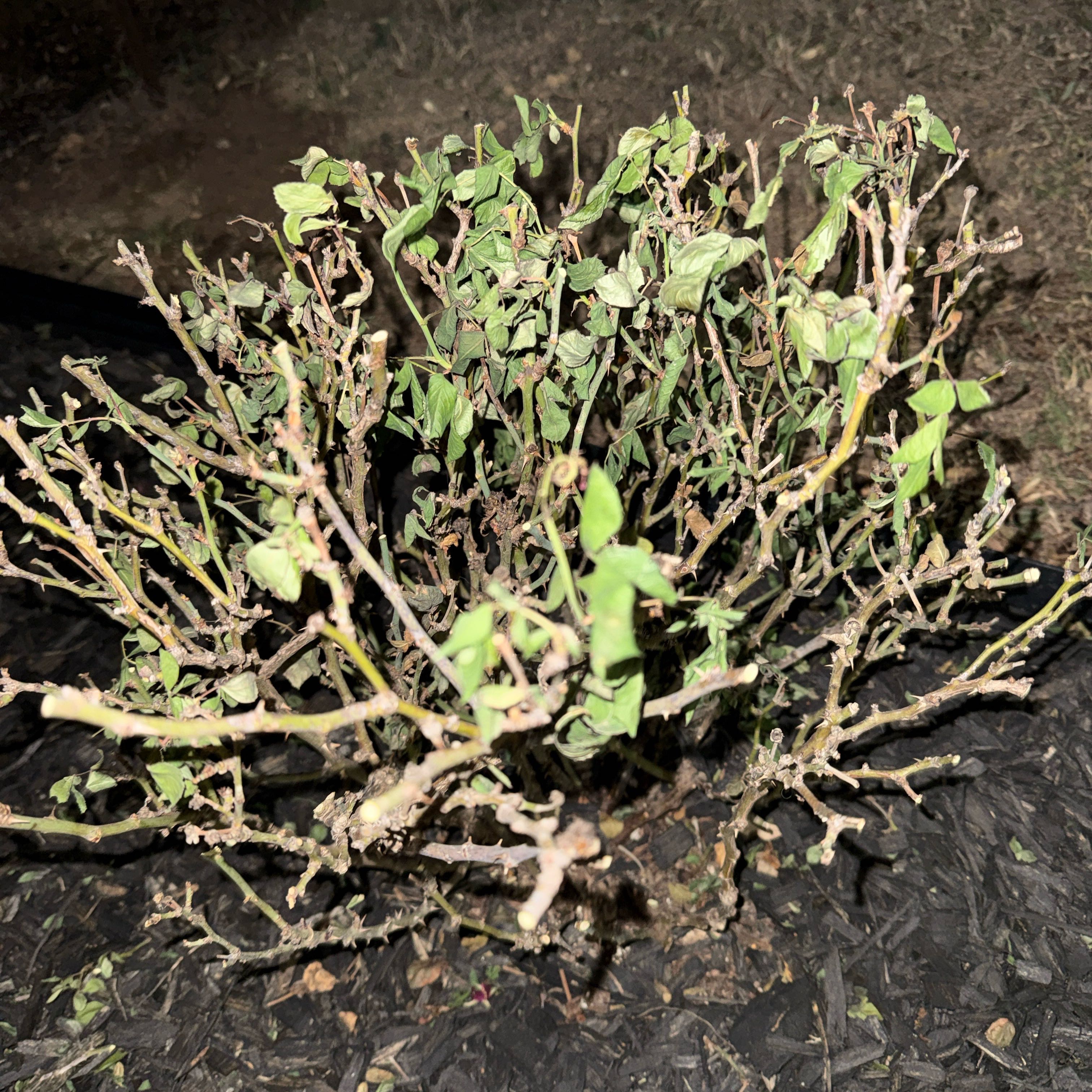 Photo of the plant species Petite Knock Out® Rose by @BossJitterbug39 named Marilyn on Greg, the plant care app