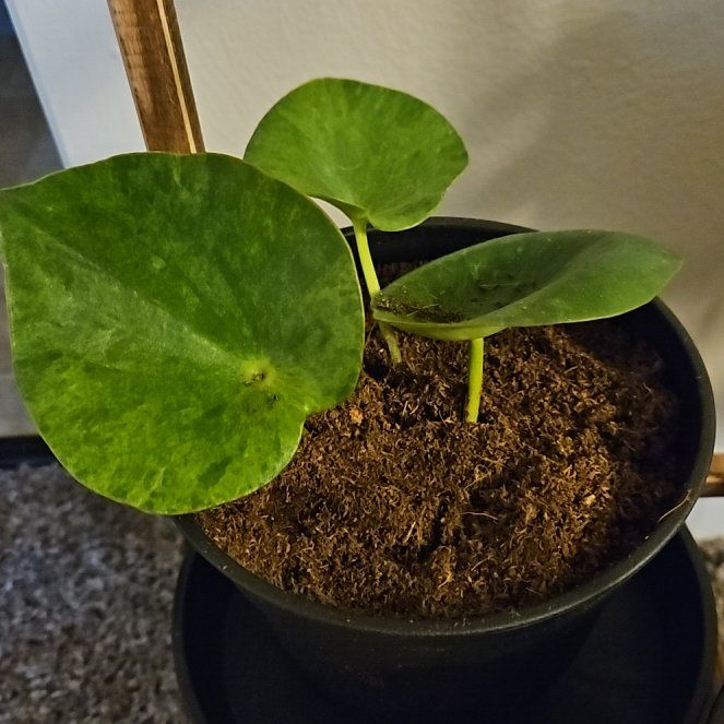 Photo of the plant species Peperomia Camouflage by @SwizzleStick named Harper on Greg, the plant care app