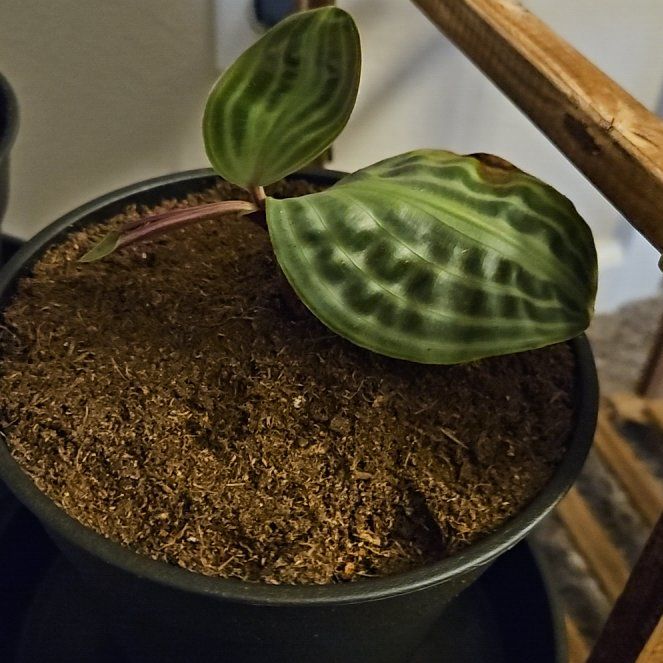 Photo of the plant species Jungle diva 'Roxie' by @SwizzleStick named Naomi on Greg, the plant care app