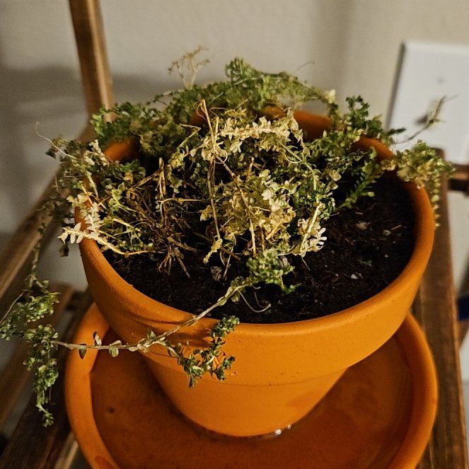 Photo of the plant species Rainbow moss, Peacock fern by @SwizzleStick named Mochi on Greg, the plant care app