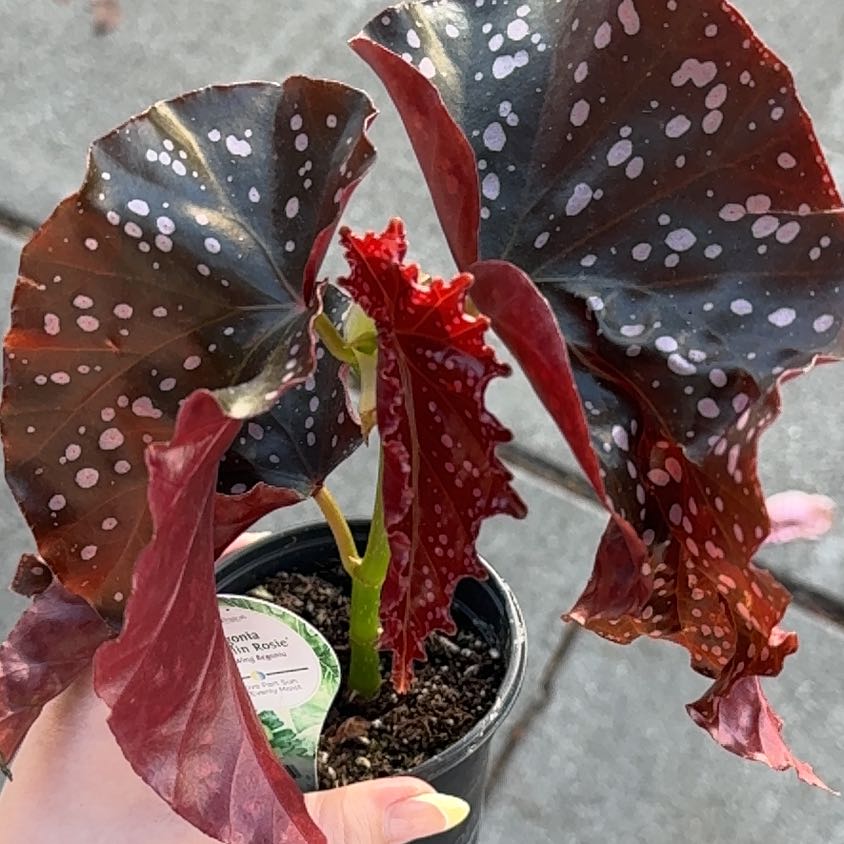 Photo of the plant species Begonia Cracklin Rosie by @LovableFuchsia9 named Willow on Greg, the plant care app
