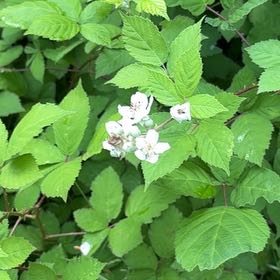 Photo of the plant species Armenian Blackberry by @WorldlyBonsi70 named Marilyn on Greg, the plant care app