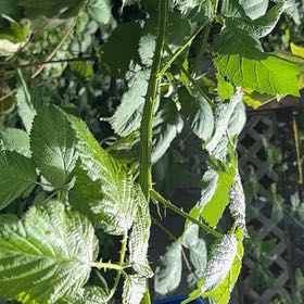Photo of the plant species Black Raspberry by @WorldlyBonsi70 named Khaleesi on Greg, the plant care app