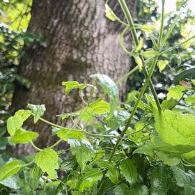 Photo of the plant species Evergreen Clematis by @WorldlyBonsi70 named Shakira on Greg, the plant care app