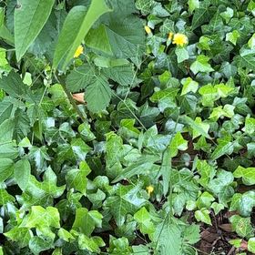 Photo of the plant species Common Nipplewort by @WorldlyBonsi70 named Hamilton on Greg, the plant care app