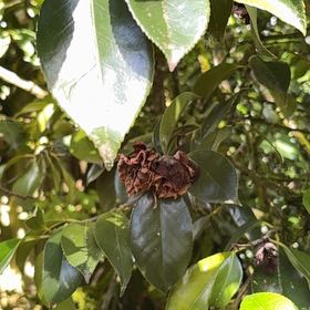 Photo of the plant species Camellia by @WorldlyBonsi70 named Remington on Greg, the plant care app