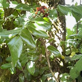Photo of the plant species Oregon Grape by @WorldlyBonsi70 named Morgan Treeman on Greg, the plant care app