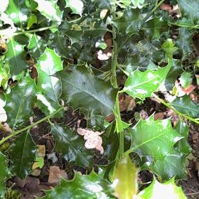 Photo of the plant species Common Holly by @WorldlyBonsi70 named Wall-E on Greg, the plant care app