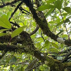 Photo of the plant species Pacific Rhododendron by @WorldlyBonsi70 named Spike Leaves on Greg, the plant care app