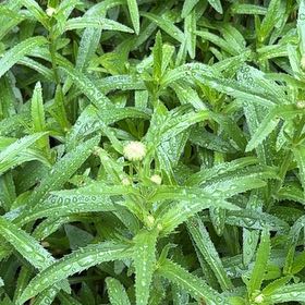 Photo of the plant species Max Chrysanthemum by @WorldlyBonsi70 named Nemo on Greg, the plant care app