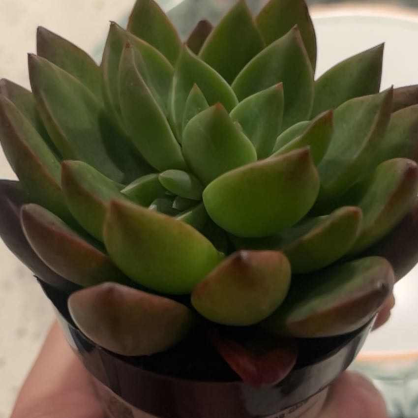 Photo of the plant species Tacisedum 'Spring Glow' by @HonoredRadish49 named Orwell on Greg, the plant care app