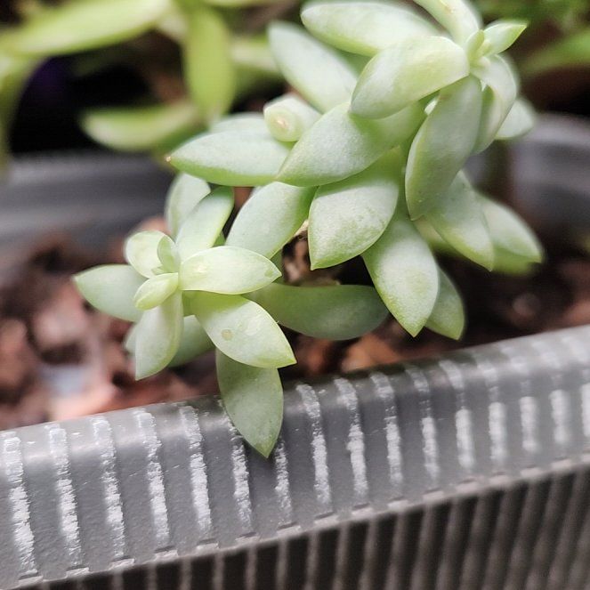 Photo of the plant species Sedum nuttallii by @GeniusScaldweed named Dax on Greg, the plant care app
