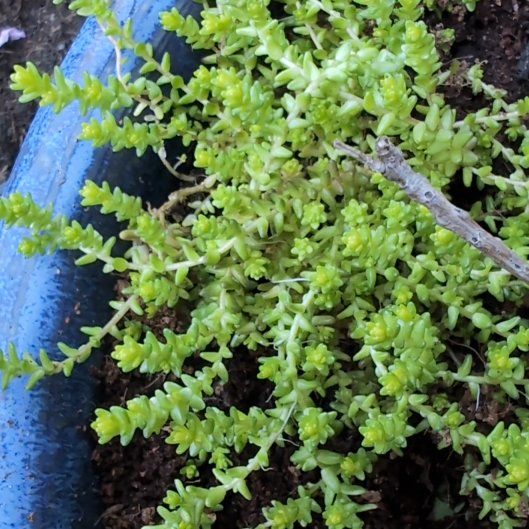 Photo of the plant species Sedum nuttallii by @KookyLichen22 named Willow on Greg, the plant care app