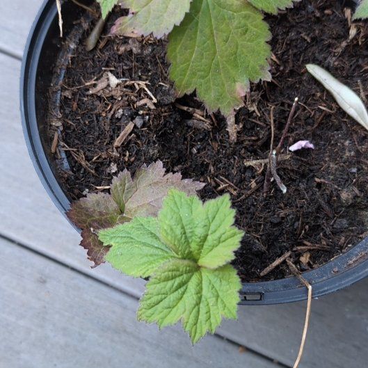 Photo of the plant species Eriocapitella hupehensis by @KookyLichen22 named Maya on Greg, the plant care app